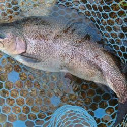 平日はミノーイングが楽しい！ ～フィッシングパーク高島の泉～